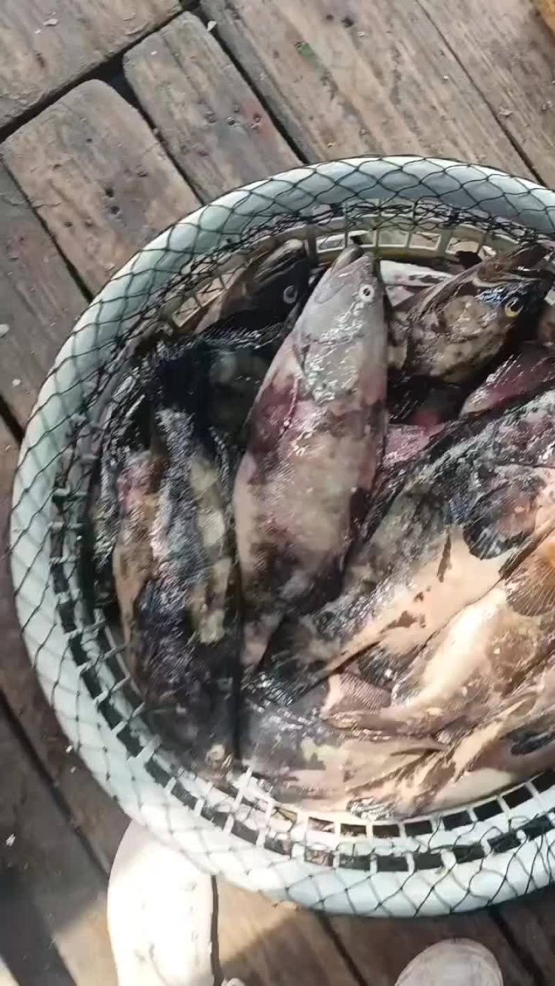 福建石斑鱼，海水珍珠龙胆鱼