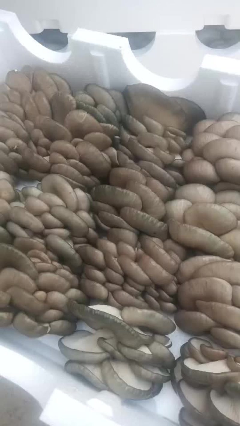 诚，乃信之本，无诚，何以言信？诚而有信，方为人生。