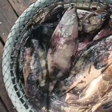 福建石斑鱼，海水珍珠龙胆鱼
