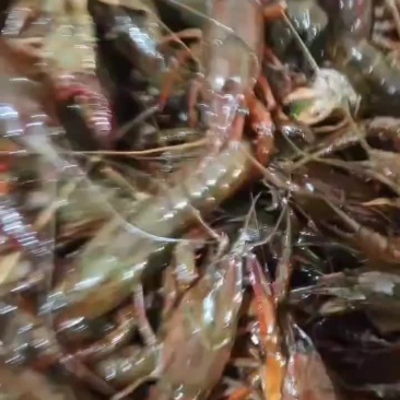 龙虾