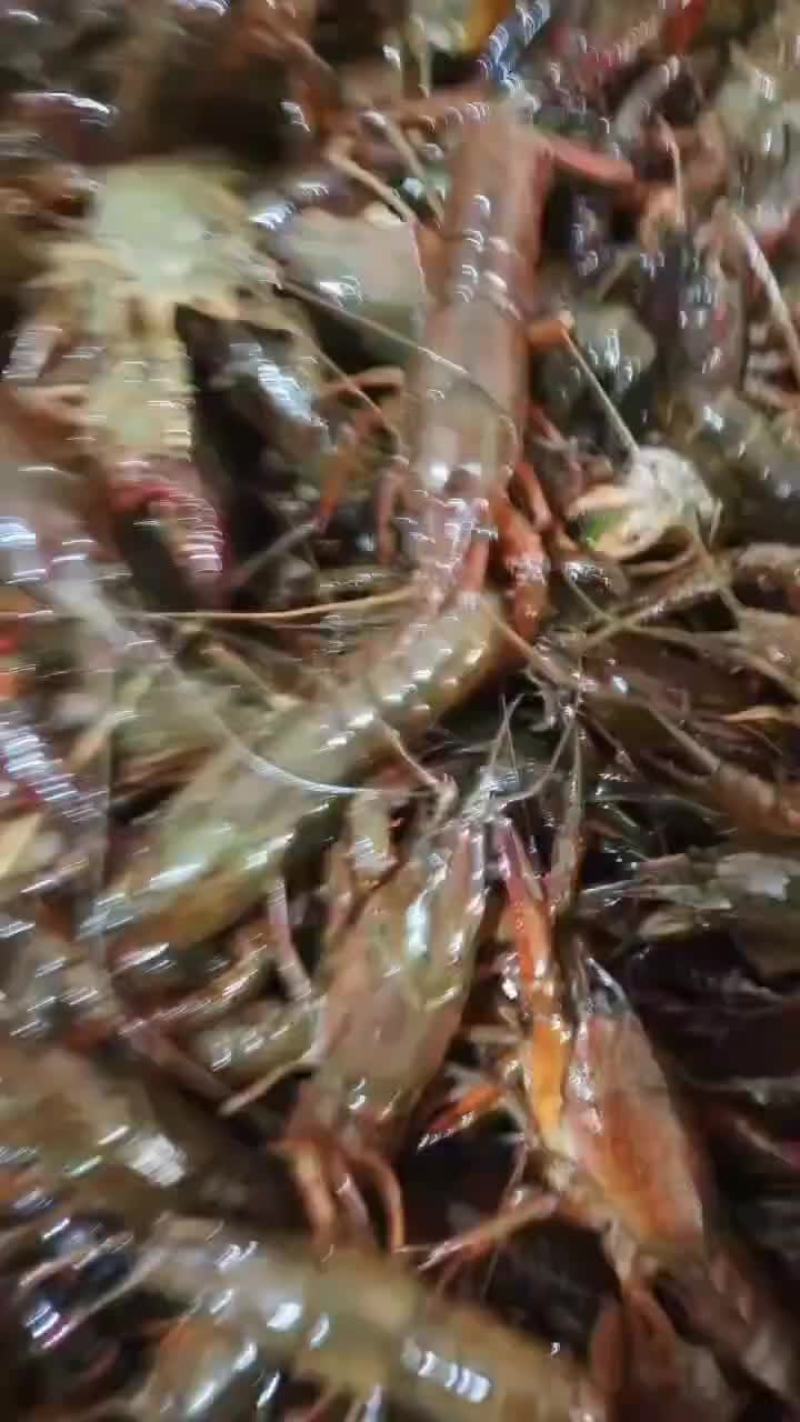 龙虾