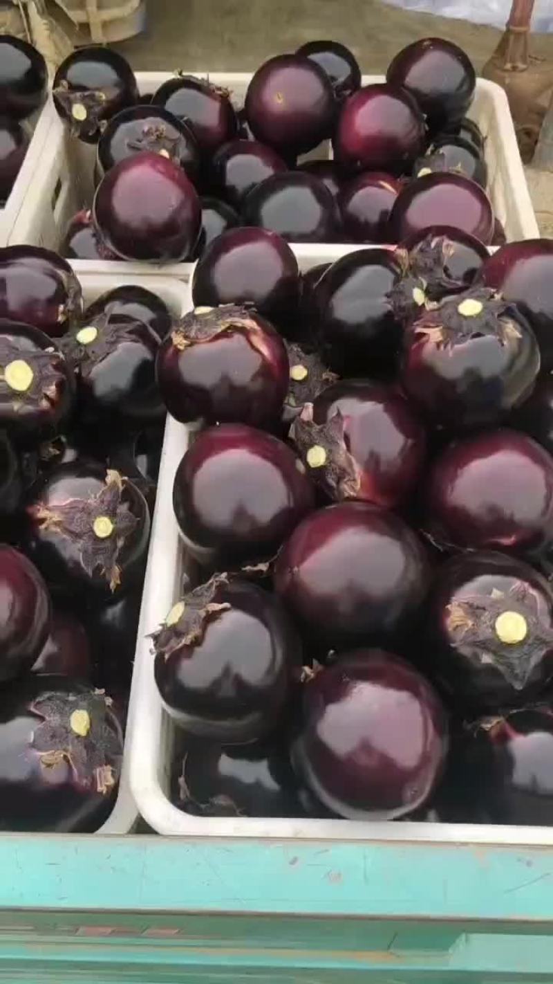 精品大棚种植紫光园茄便宜