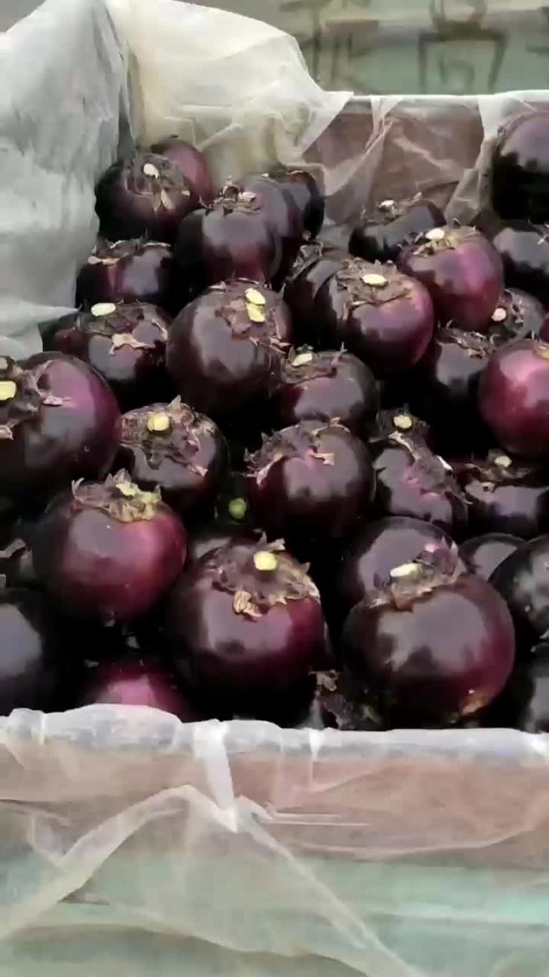 精品大棚种植紫光园茄便宜
