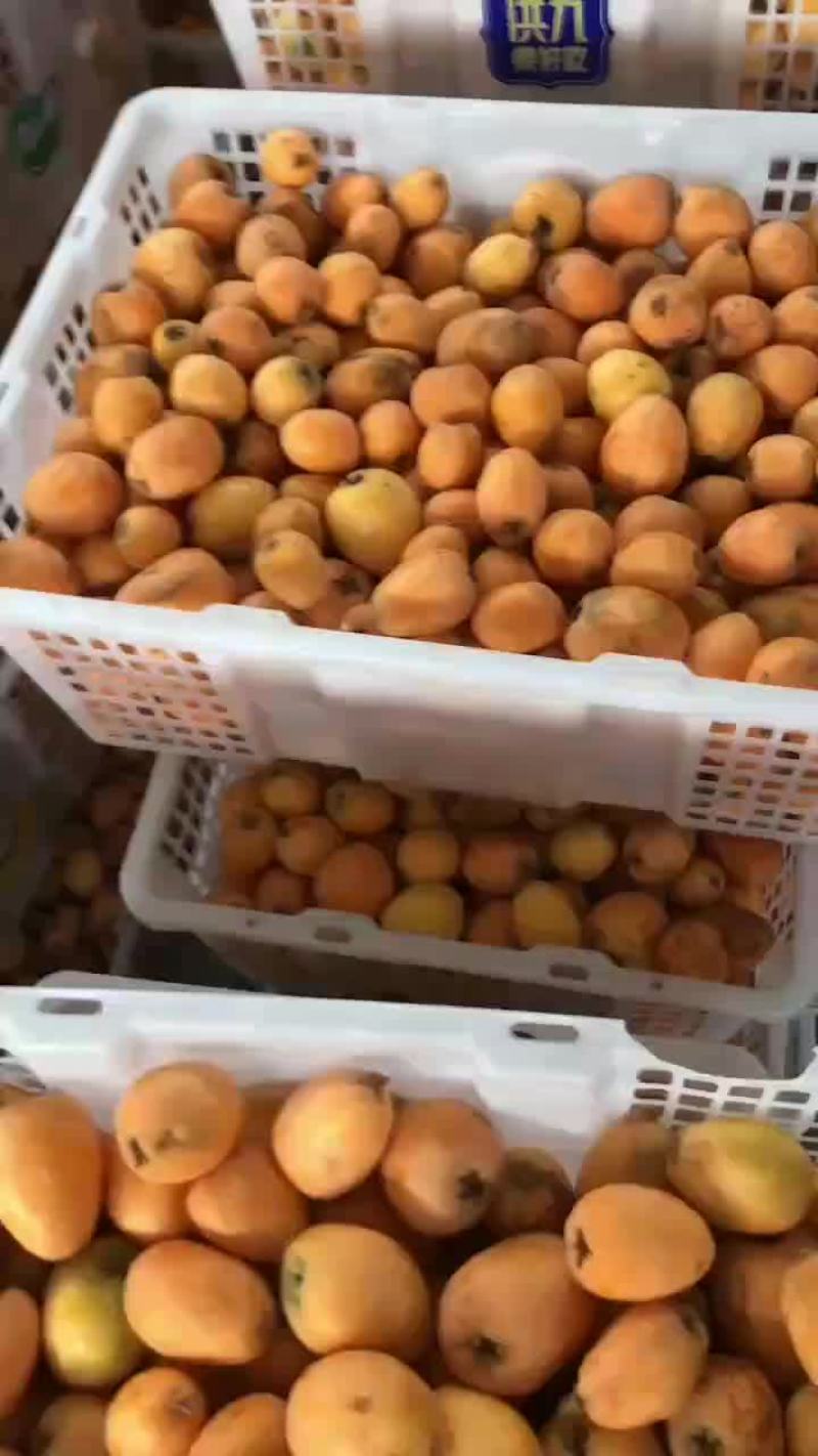 难枇杷
