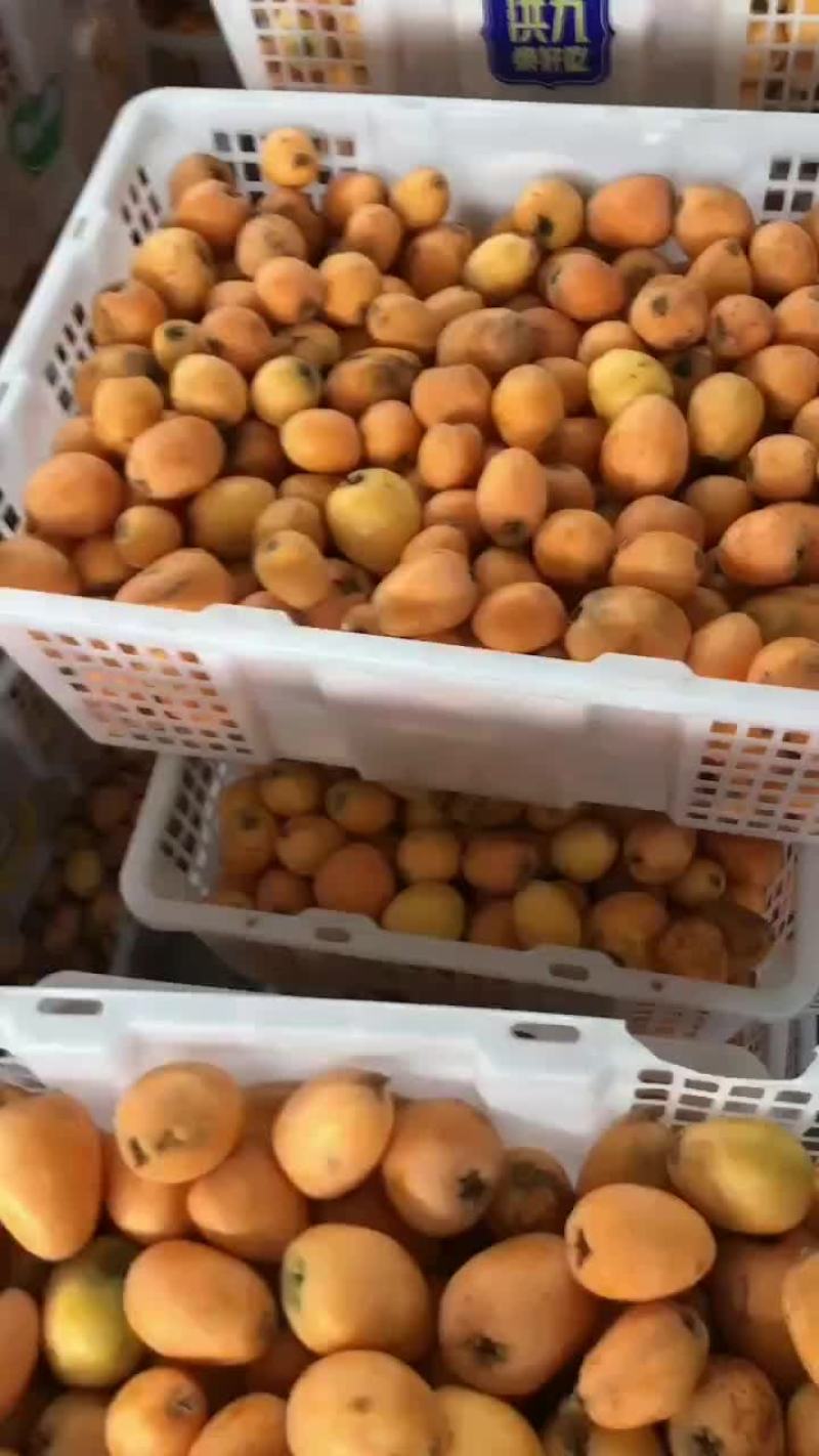 难枇杷
