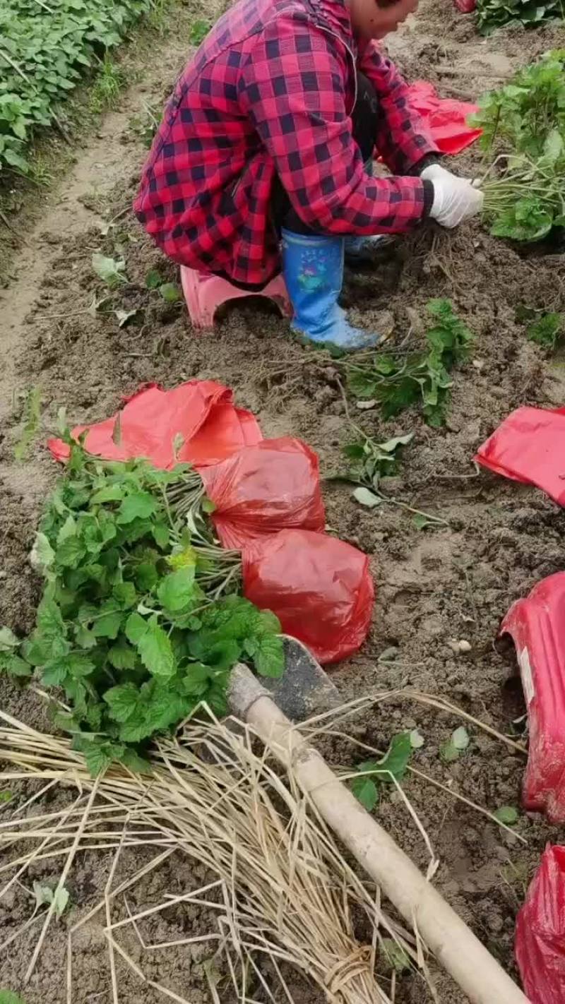 广西老板要的广藿香扦插苗已经发货了