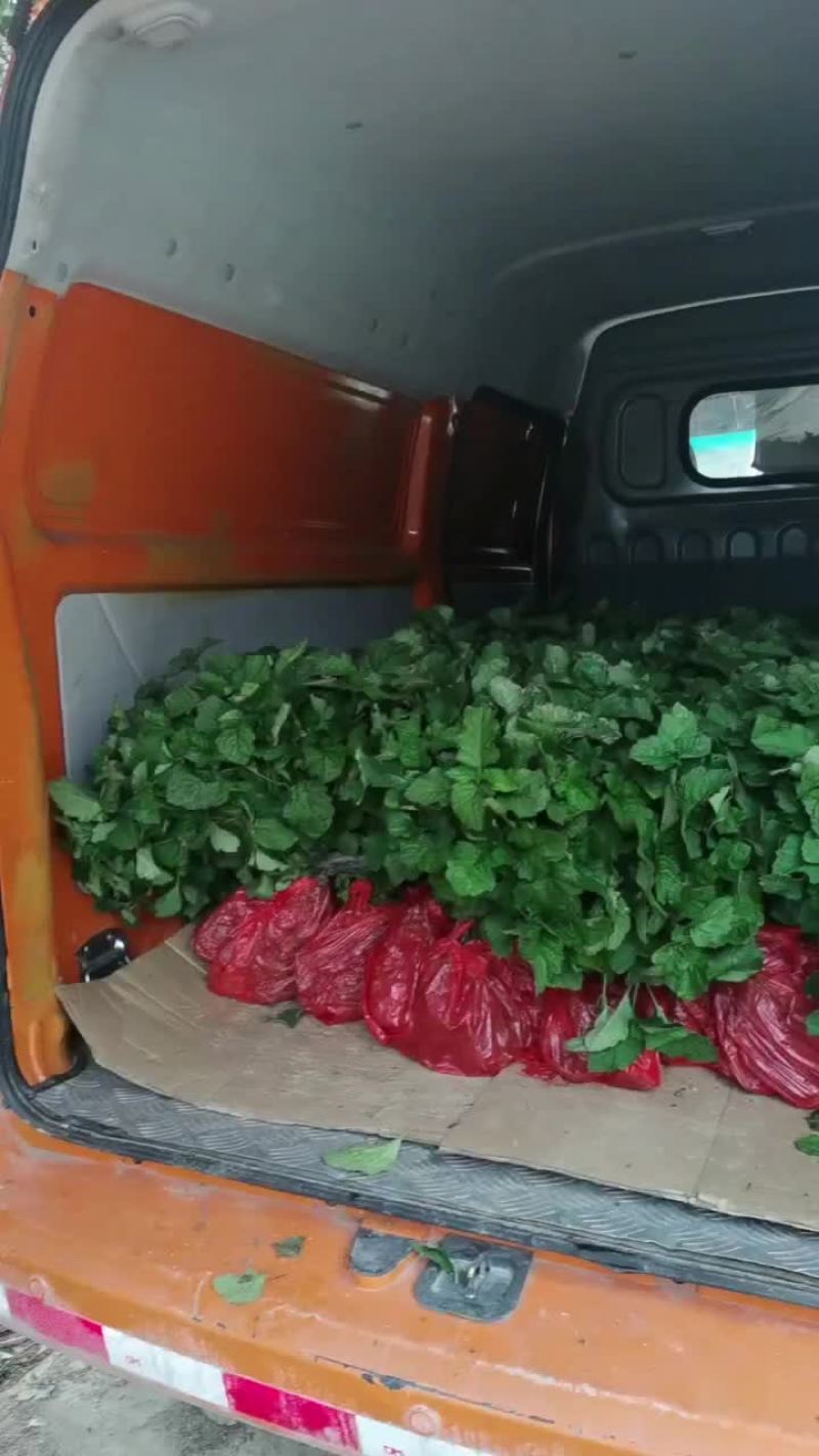 广西老板要的广藿香扦插苗已经发货了