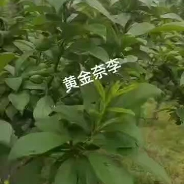 灌阳县文市镇的黄金奈李可以预定口感爽脆味道爽歪歪