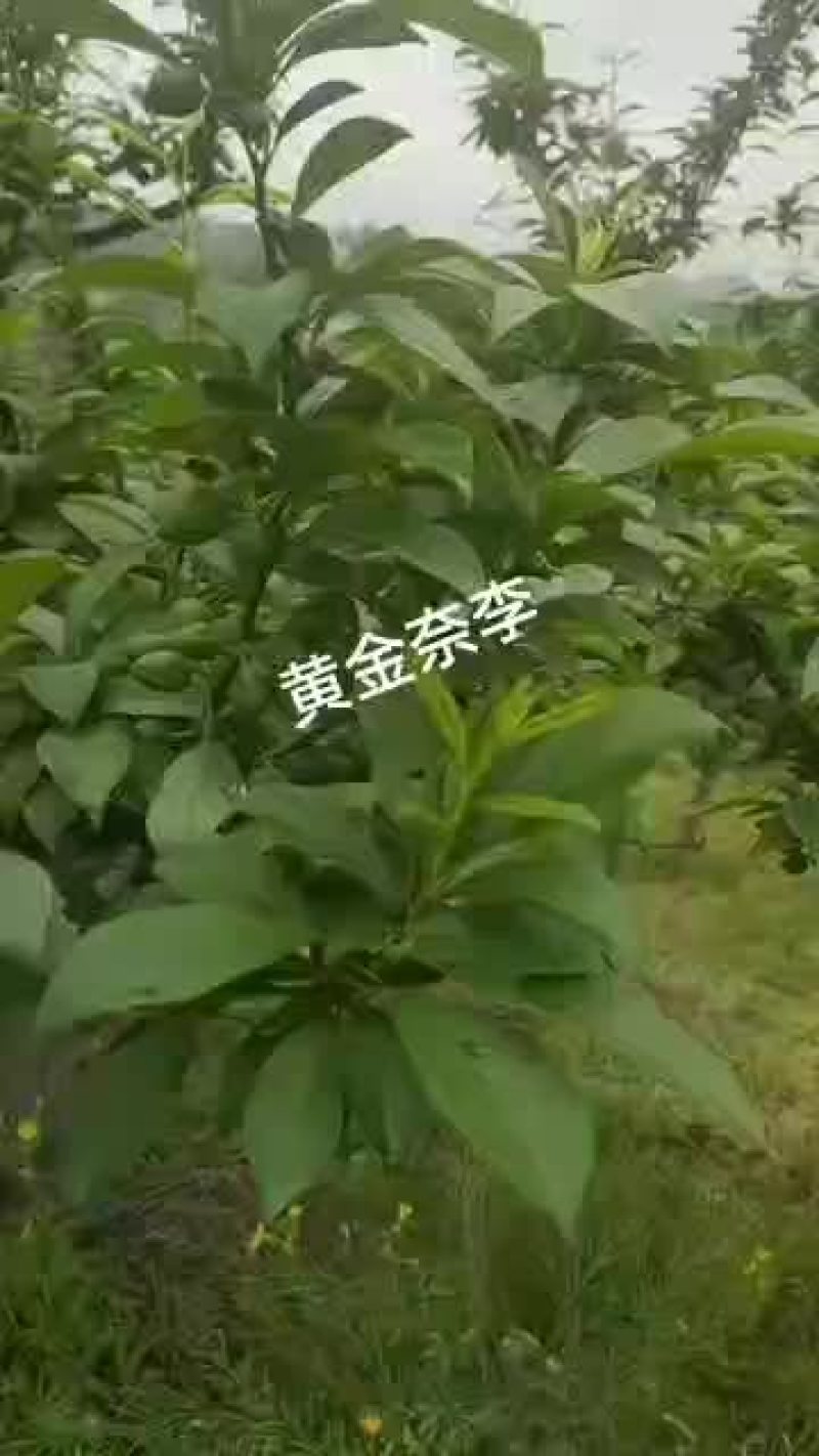 灌阳县文市镇的黄金奈李可以预定口感爽脆味道爽歪歪