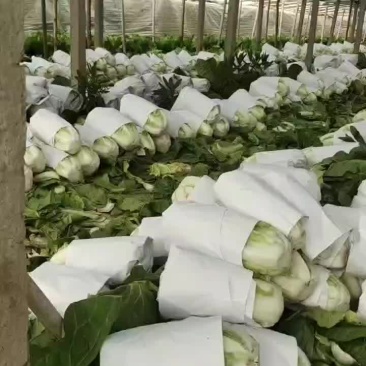 河北省邯郸市丛台区联帮蔬菜批发市场大量供应夏阳白菜