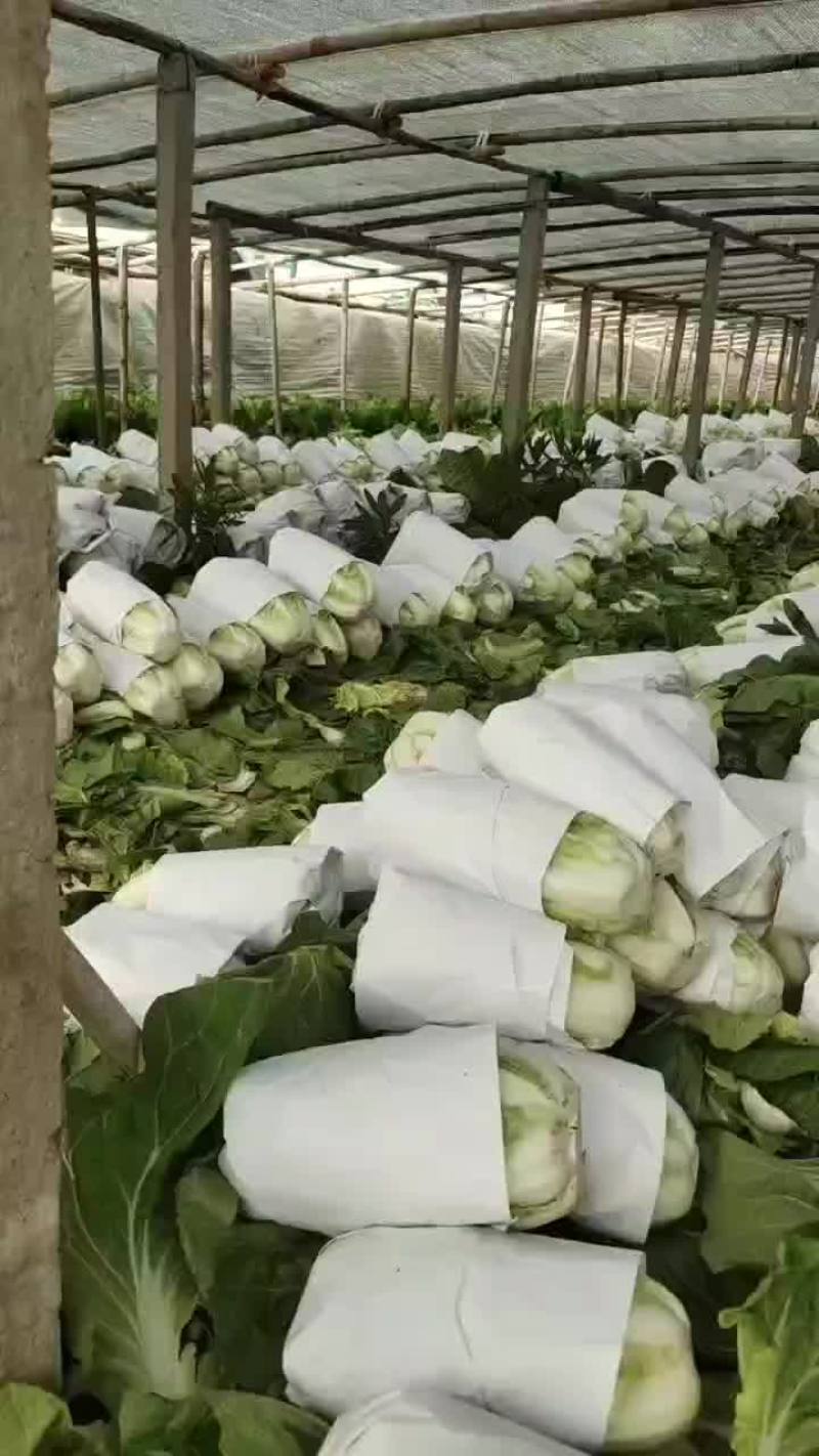 河北省邯郸市丛台区联帮蔬菜批发市场大量供应夏阳白菜