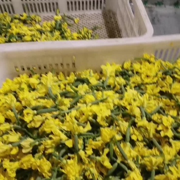 青瓜花
