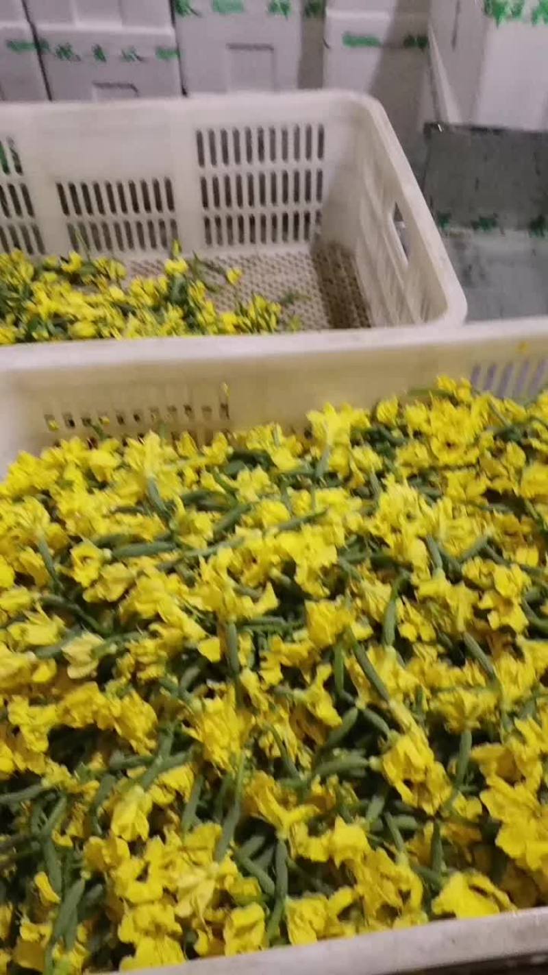 青瓜花