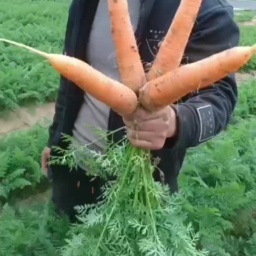 二红萝卜上市了