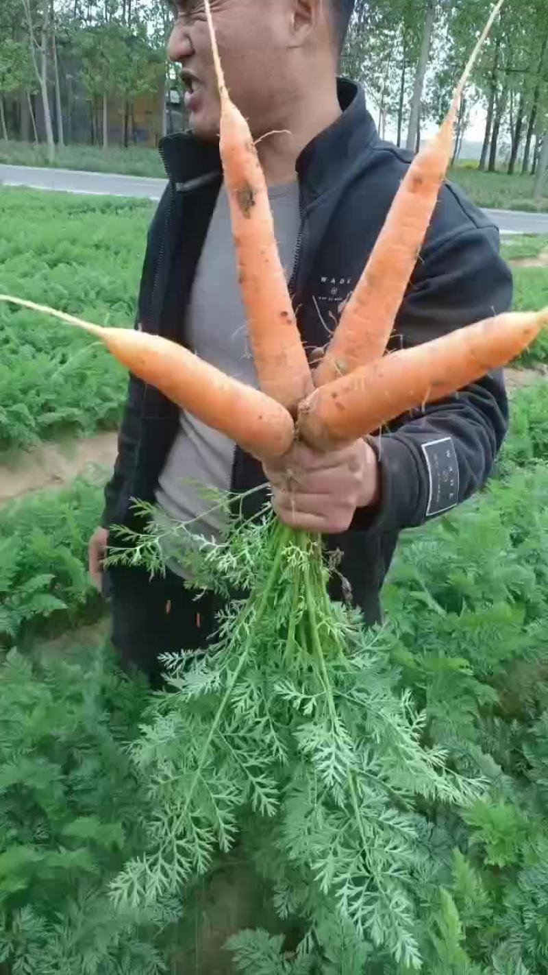 二红萝卜上市了