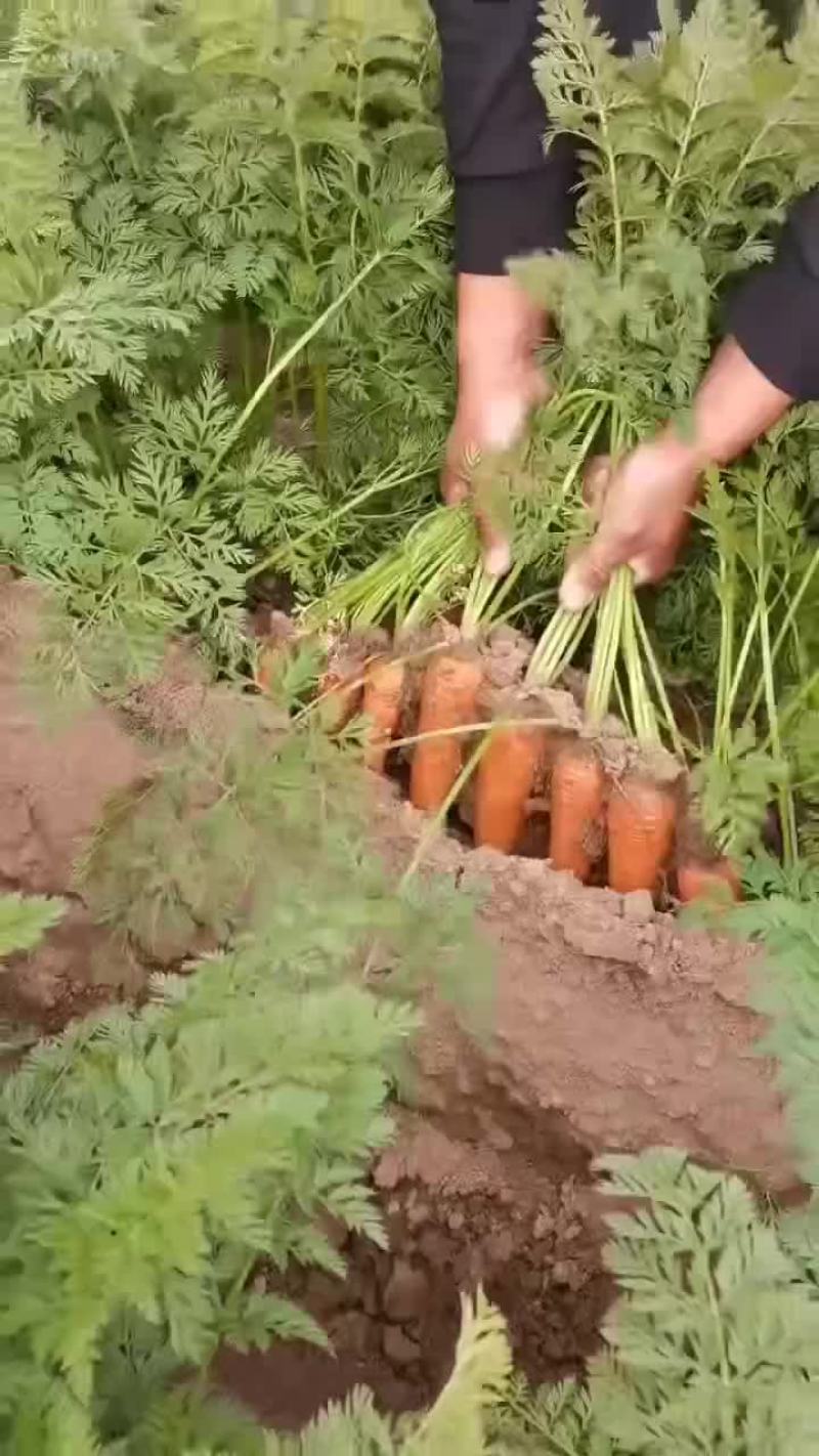 二红萝卜上市了