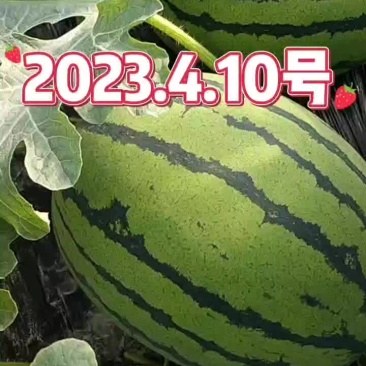 【精品】甜王西瓜包熟包甜现摘现发皮薄多汁口感甘甜