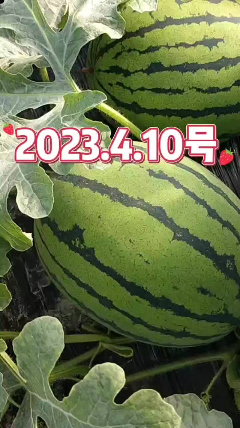 【精品】甜王西瓜包熟包甜现摘现发皮薄多汁口感甘甜