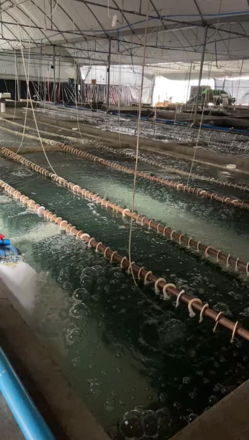 优质黄骨鱼苗，四川大型水产养殖孵化基地，现货直发量大从优