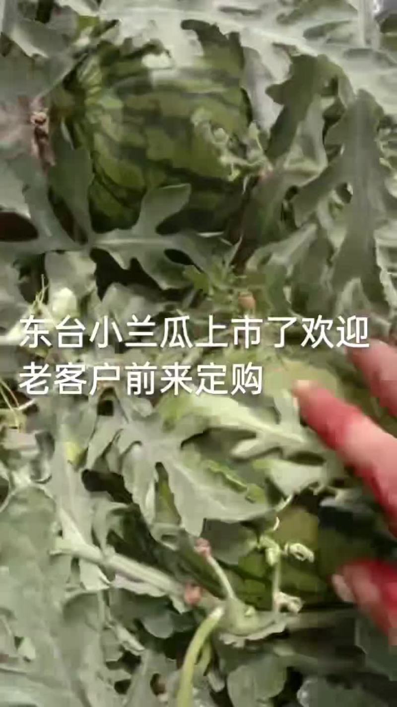 东台小兰西瓜