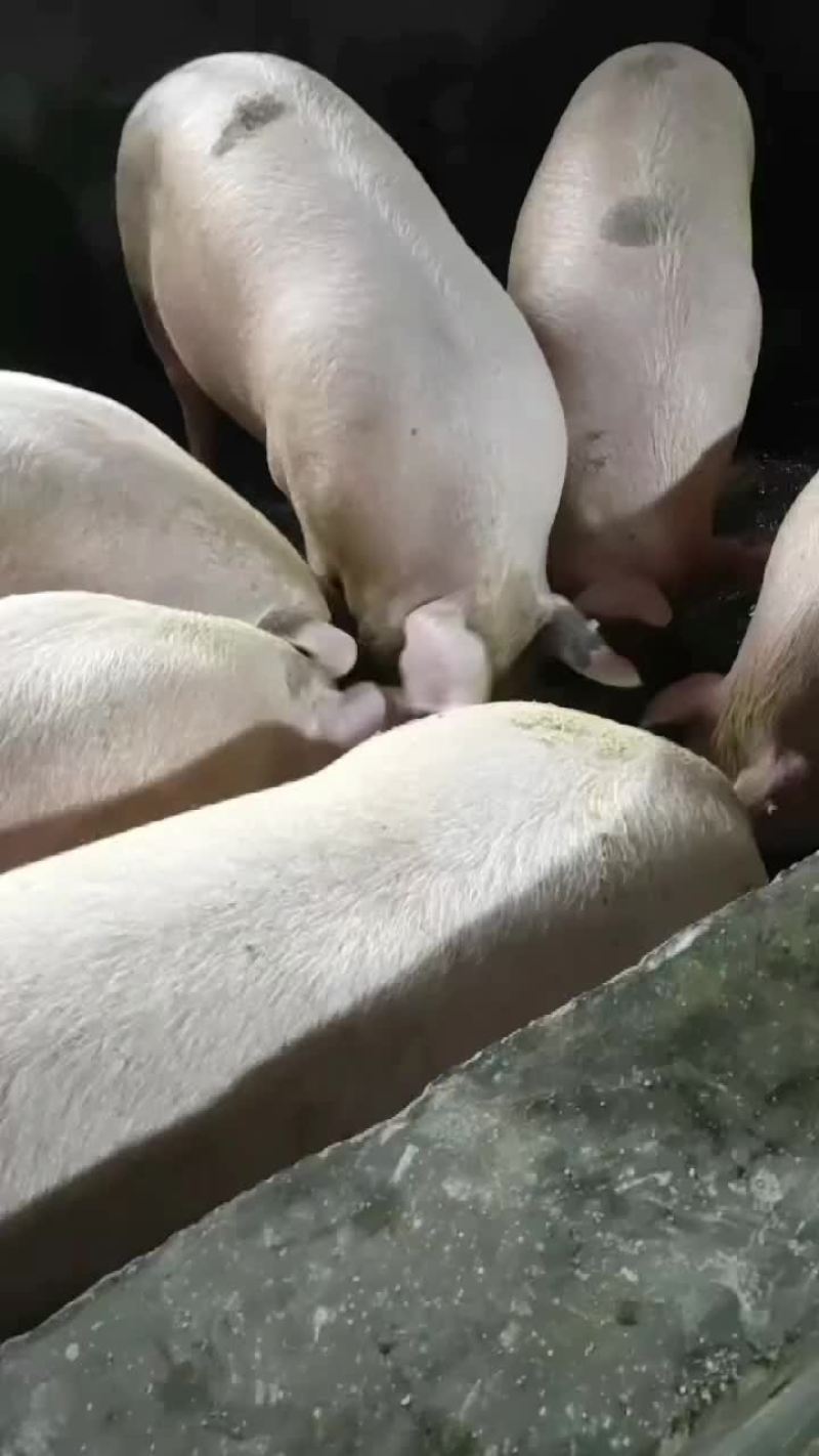 广西二次育肥中猪，土炮，长白，三杂养家猪，烧猪。质量可靠