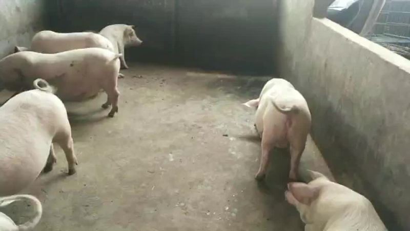 广西二次育肥中猪，土炮，长白，三杂养家猪，烧猪。质量可靠