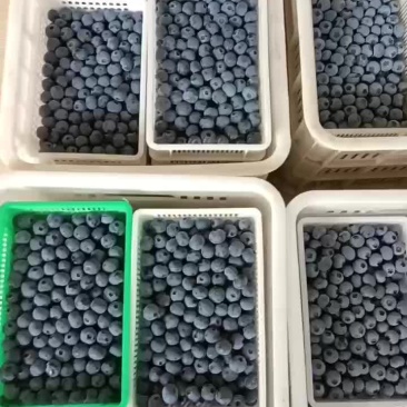暖棚有机精品蓝莓。