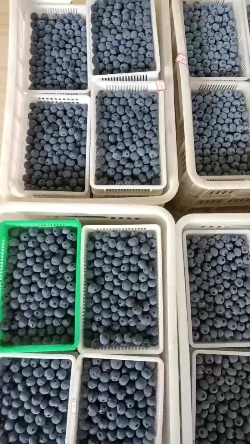 暖棚有机精品蓝莓。