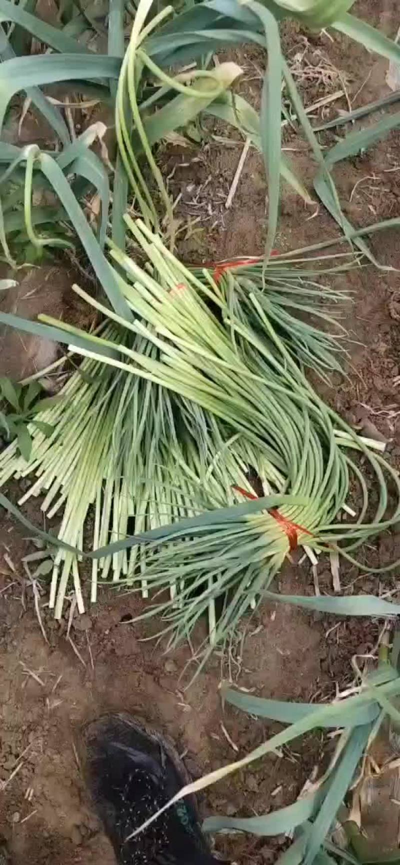 马上上市
