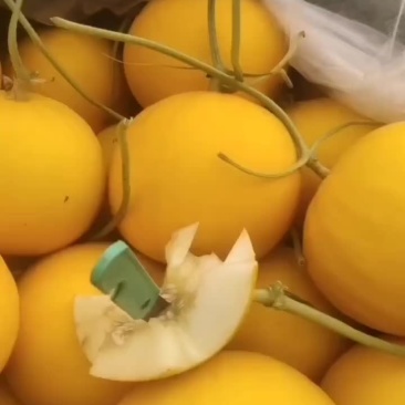伊丽莎白