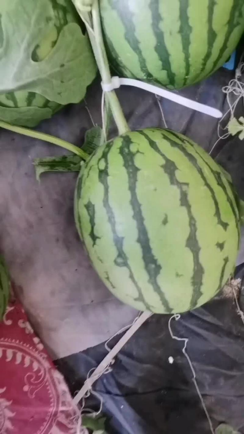 伊丽莎白