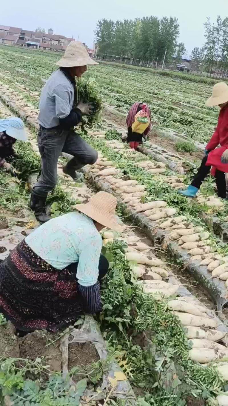 大量上市，货源充足，代发全国