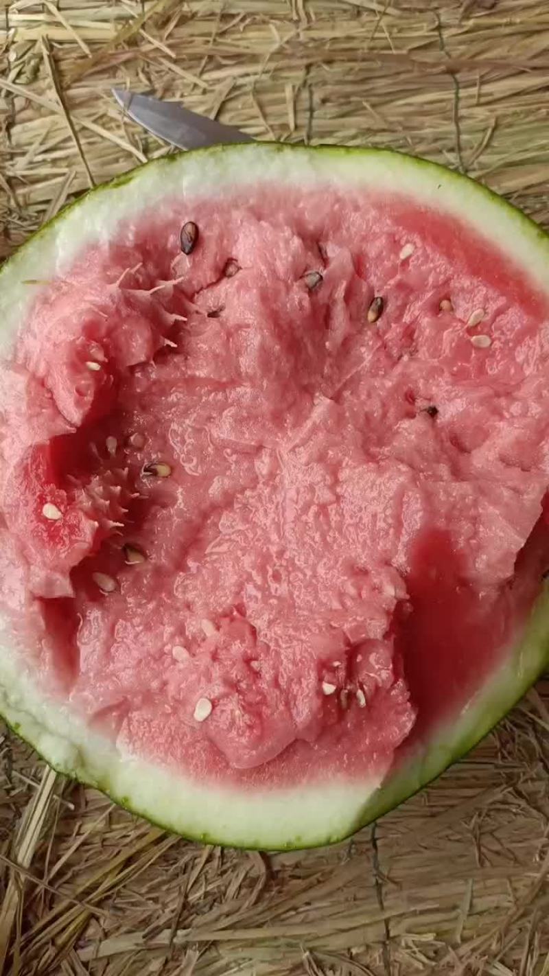云南露天地甜王西瓜，质量有保证，生瓜管退管换！