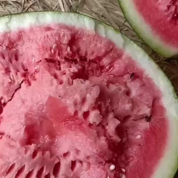 云南甜王西瓜，保证质量，价格优惠！生瓜管退管换