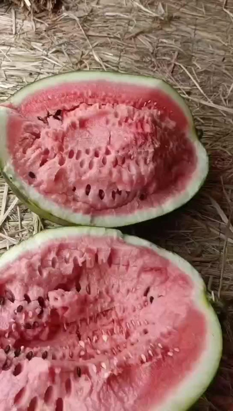 云南甜王西瓜，保证质量，价格优惠！生瓜管退管换