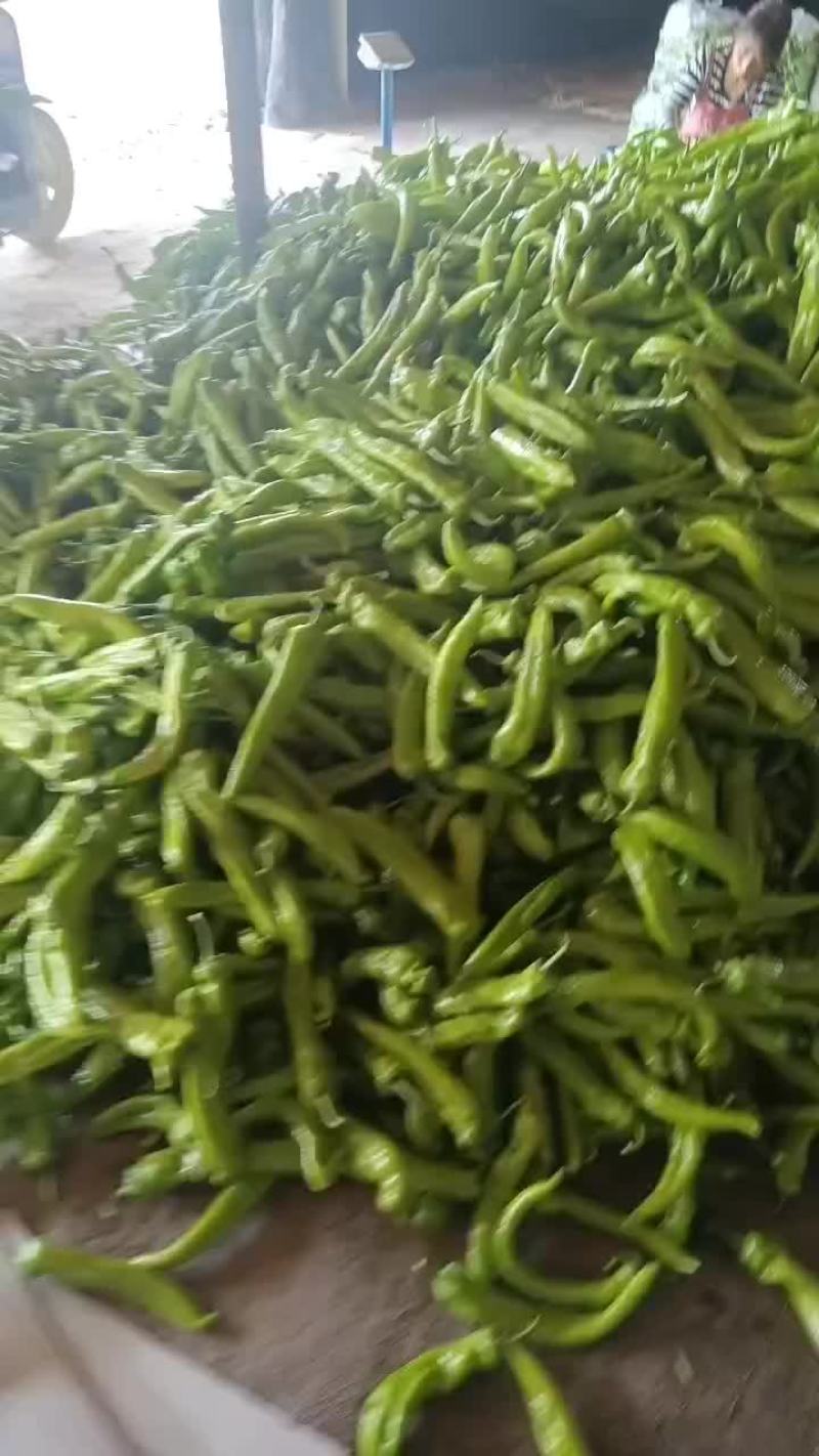 精品黄皮
