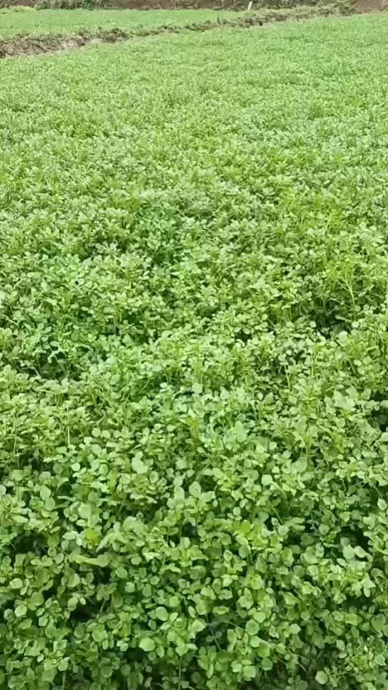 西洋菜
