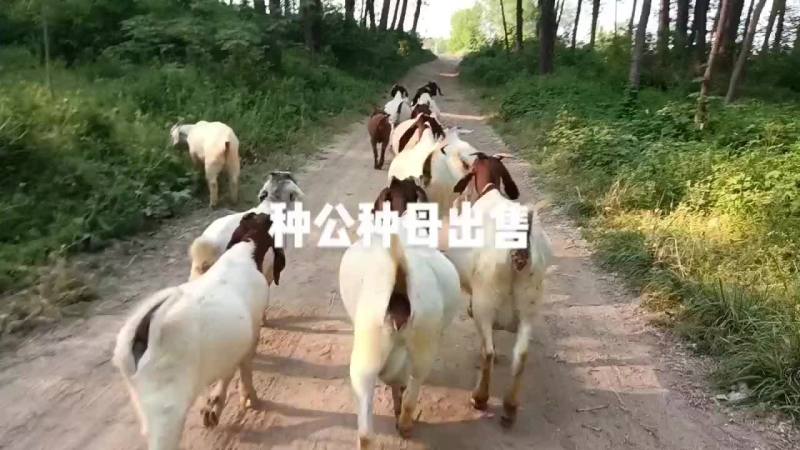 农村散养