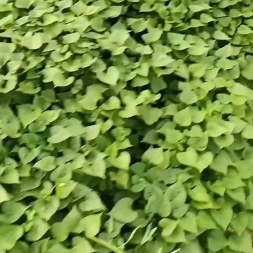 济二六红薯苗产地直发质优价廉