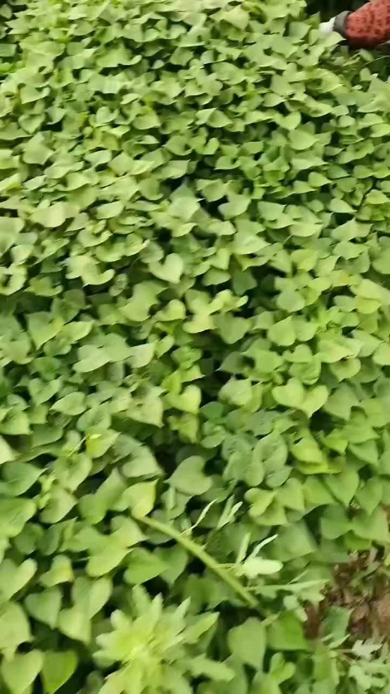 济二六红薯苗产地直发质优价廉
