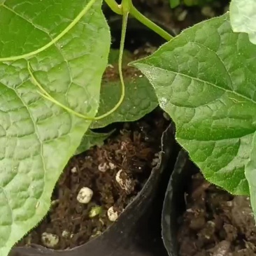 罗汉果苗