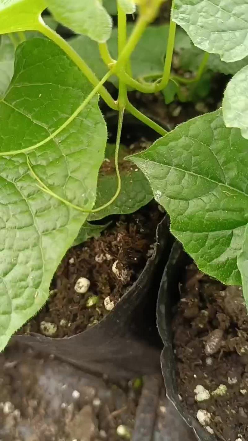 罗汉果苗