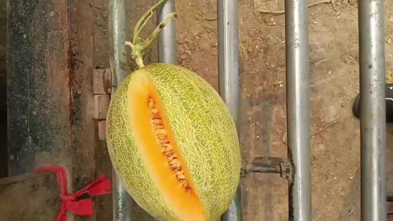 哈密瓜，西瓜