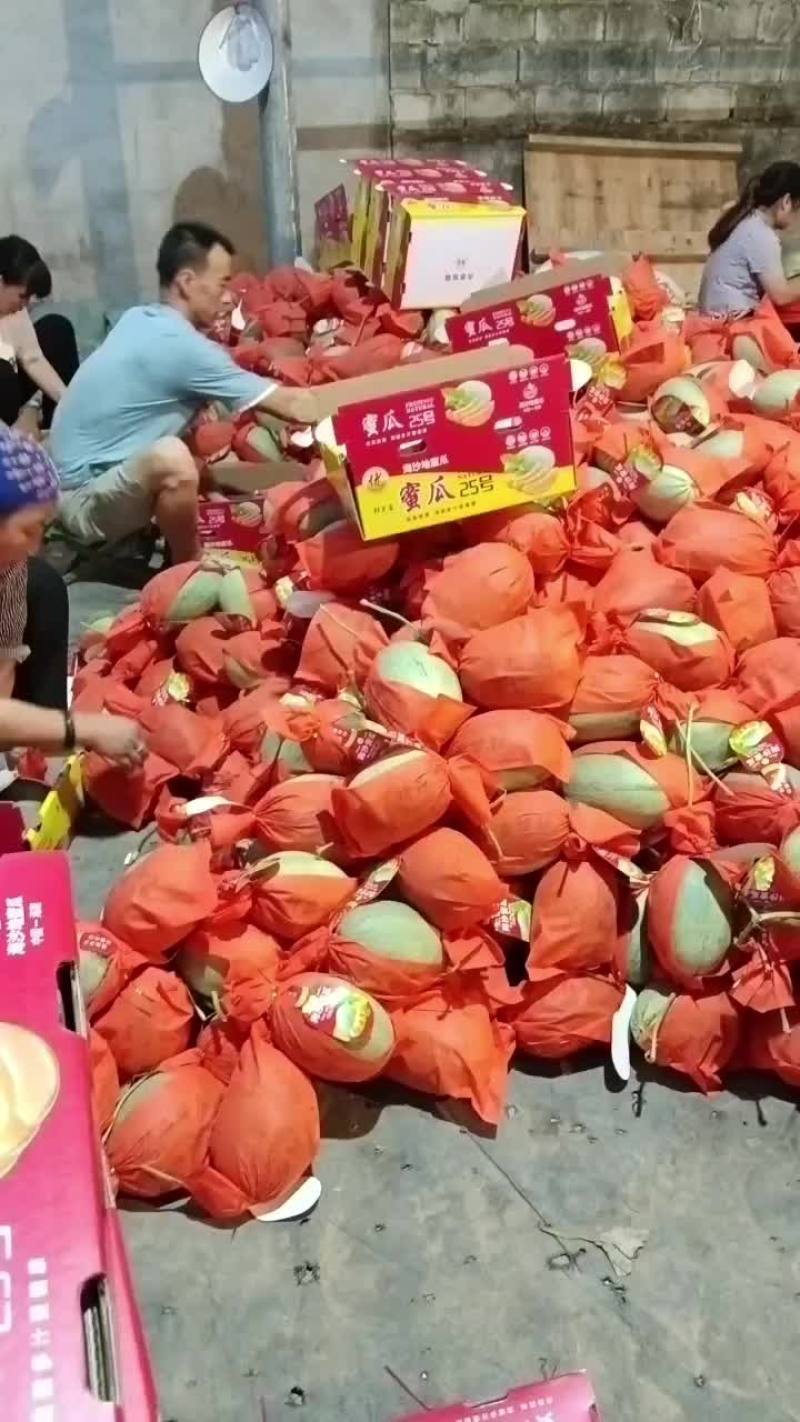 晓蜜25号产地直发