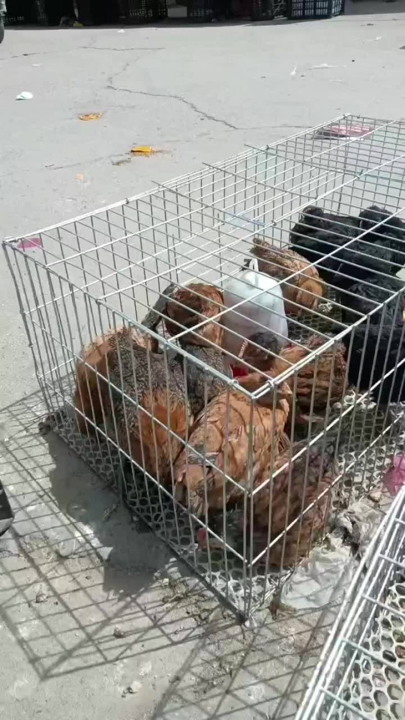 柴鸡苗脱温苗500克以上雌