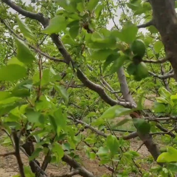 珍珠油杏上市预定
