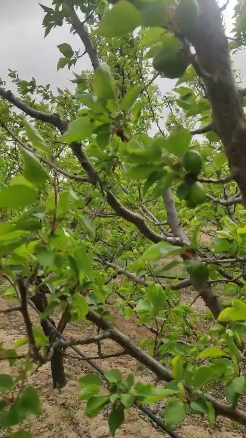 珍珠油杏上市预定