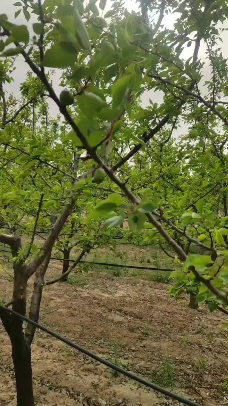 珍珠油杏上市预定