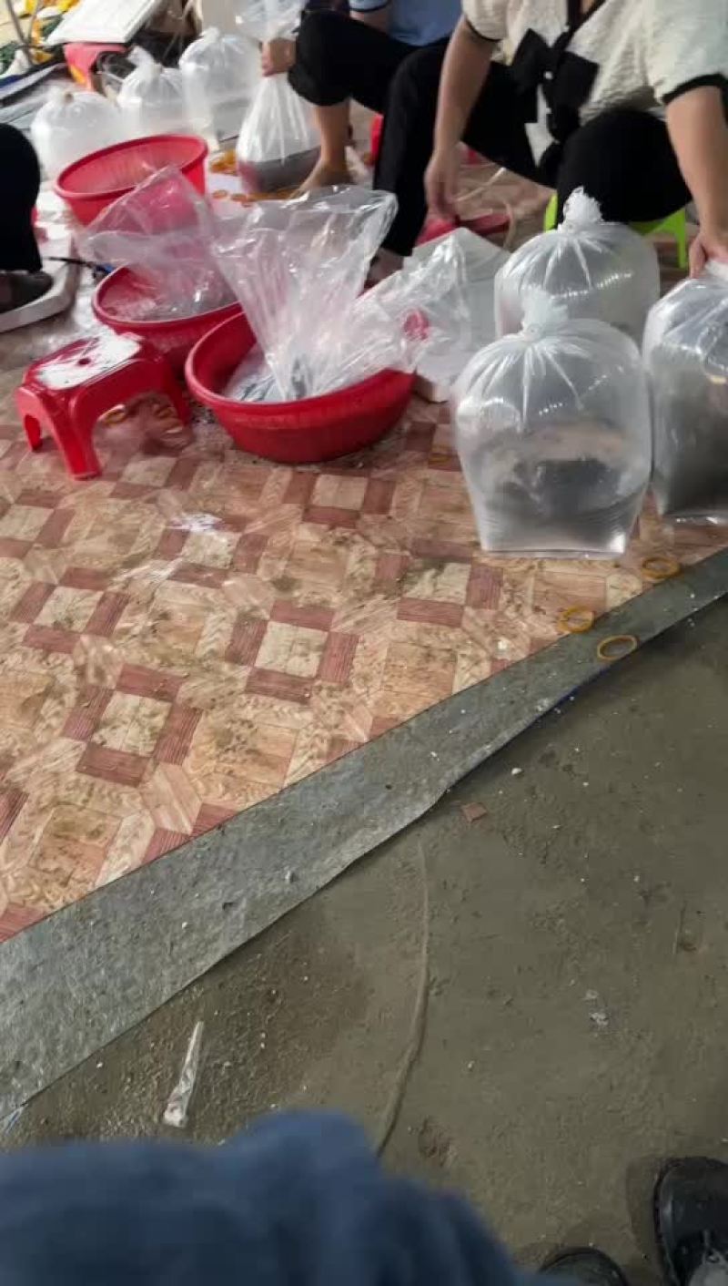 牛蛙苗