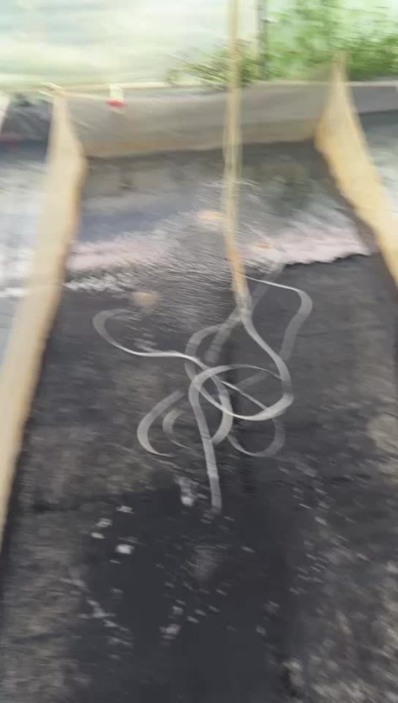 牛蛙苗